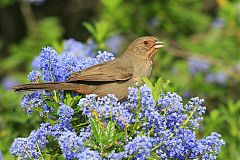 California Towhee